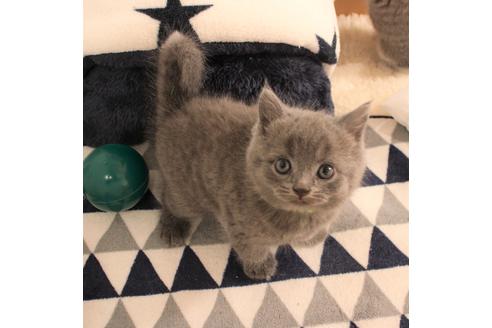 成約済の大阪府のブリティッシュショートヘア-6459の1枚目